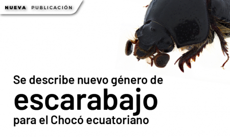 Se describe nuevo género de escarabajo para el Chocó ecuatoriano