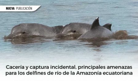 Cacería y captura incidental, principales amenazas para los delfines de río de la Amazonía ecuatoriana
