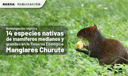 Investigación registra 14 especies nativas de mamíferos medianos y grandes en la Reserva Ecológica Manglares Churute