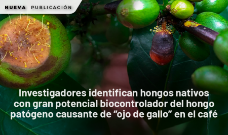 Investigadores identifican hongos nativos con gran potencial biocontrolador del hongo patógeno causante de “ojo de gallo” en el café