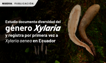 Estudio documenta diversidad del género Xylaria y registra por primera vez a Xylaria aenea en Ecuador