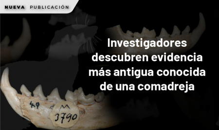 Investigadores descubren evidencia más antigua conocida de una comadreja