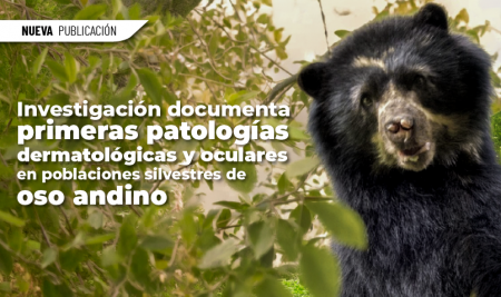 Investigación documentada primeras patologías dermatológicas y oculares en poblaciones silvestres de oso andino