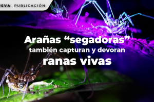 WEB 1