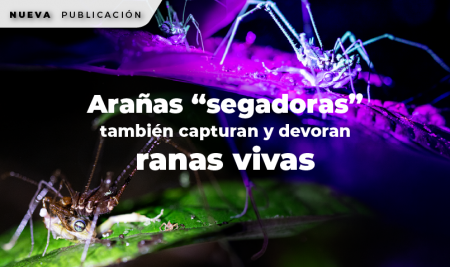 Arañas “segadoras” también capturan y devoran ranas vivas