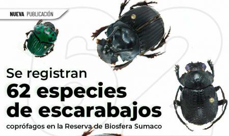 Se registran 62 especies de escarabajos coprófagos en la Reserva de Biosfera Sumaco