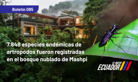7.848 especies endémicas de artrópodos fueron registradas en el bosque nublado de Mashpi