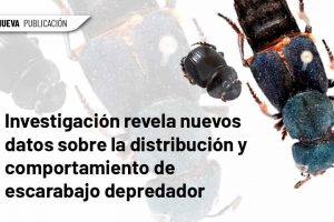 WEB 1