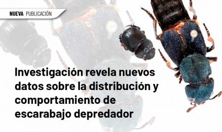 Investigación revela nuevos datos sobre la distribución y comportamiento de escarabajo depredador