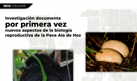 Investigación documenta por primera vez nuevos aspectos de la biología reproductiva de la Pava Ala de Hoz