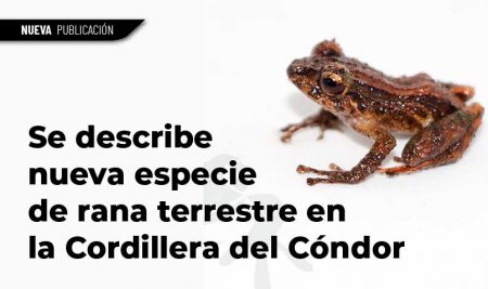 Se describe nueva especie de rana terrestre en la Cordillera del Cóndor