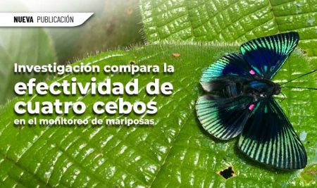 Investigación compara la efectividad de cuatro cebos en el monitoreo de mariposas