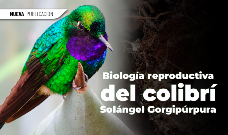 Investigación documentar por primera vez la biología reproductiva del colibrí Solángel Gorgipúrpura