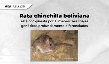 La rata chinchilla boliviana está compuesta por al menos tres linajes genéticos profundamente diferenciados