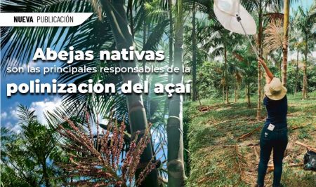 Abejas nativas son las principales responsables de la polinización del açaí
