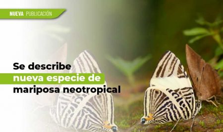 Se describe nueva especie de mariposa neotropical