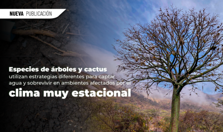 Especies de árboles y cactus utilizan estrategias diferentes para captar agua y sobrevivir en ambientes afectados por el cambio climático