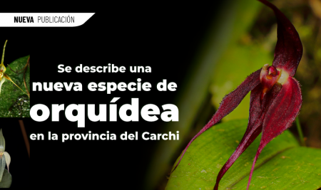 Se describe una nueva especie de orquídea en la provincia del Carchi