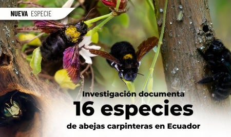 Investigación documenta 16 especies de abejas carpinteras en Ecuador