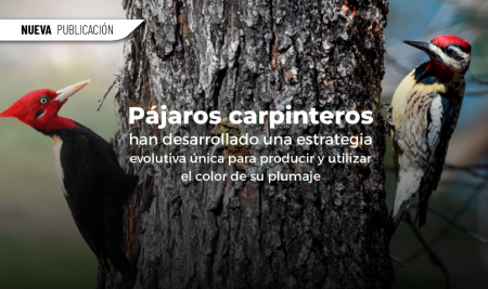 Pájaros carpinteros han desarrollado una estrategia evolutiva única para producir y utilizar el color de su plumaje