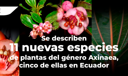 Se describen once nuevas especies de plantas del género Axinaea, cinco de ellas en Ecuador