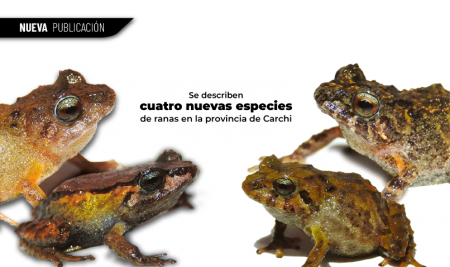 Se describen cuatro nuevas especies de ranas en la provincia de Carchi