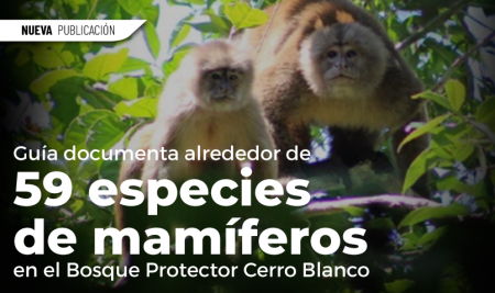 Guía documenta alrededor de 59 especies de mamíferos en el Bosque Protector Cerro Blanco