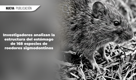 Investigadores analizan la estructura del estómago de 168 especies de roedores sigmodontinos