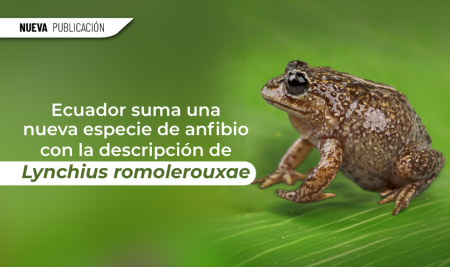 Ecuador suma una nueva especie de anfibio con la descripción de Lynchius romolerouxae