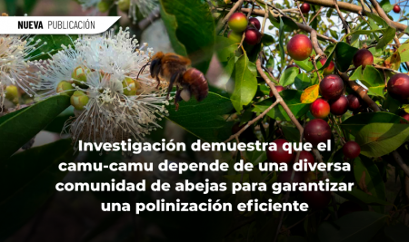 Investigación demuestra que el camu-camu depende de una diversa comunidad de abejas para garantizar una polinización eficiente