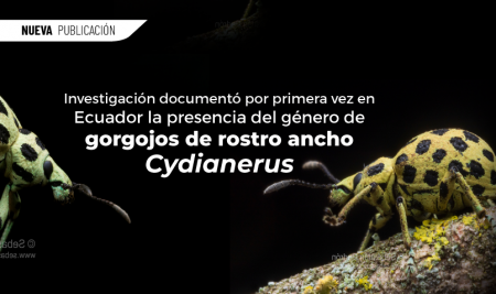 Investigación documentó por primera vez en Ecuador  la presencia del género de gorgojos de rostro ancho Cydianerus