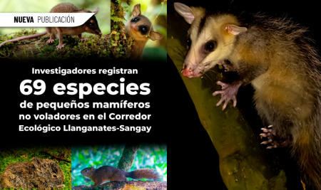 Investigadores registran 69 especies de pequeños mamíferos no voladores en el Corredor Ecológico Llanganates-Sangay