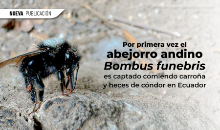 Por primera vez el abejorro andino Bombus funebris es captado comiendo carroña y heces de cóndor en Ecuador