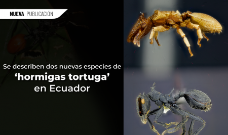 Se describen dos nuevas especies de ‘hormigas tortuga’ en Ecuador