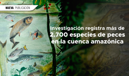 Investigación registra más de 2.700 especies de peces en la cuenca amazónica