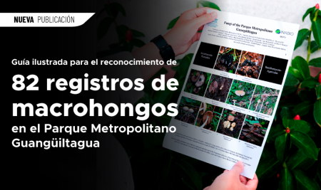 Guía registra 82 especies de macrohongos en el Parque Metropolitano Guangüiltagua