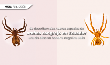 Se describen dos nuevas especies de arañas cangrejo en Ecuador, una de ellas nombrada en honor a Angelina Jolie