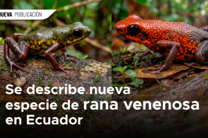 WEB 1