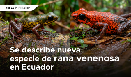 Se describe nueva especie de rana venenosa en Ecuador