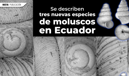 Se describen tres nuevas especies de moluscos en Ecuador