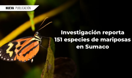 Investigación reporta 151 especies de mariposas en Sumaco