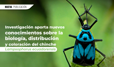 Investigación aporta nuevos conocimientos sobre la biología, distribución y coloración del chinche Lampsophorus ecuadorensis