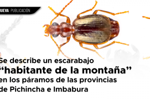 WEB 1