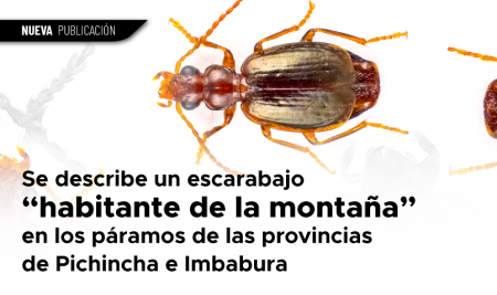Se describe un escarabajo “habitante de la montaña” en los páramos de las provincias de Pichincha e Imbabura