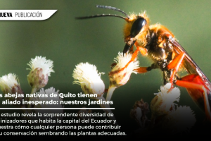 WEB 1