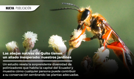 Las abejas nativas de Quito tienen un aliado inesperado: nuestros jardines