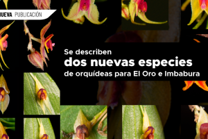 WEB 1