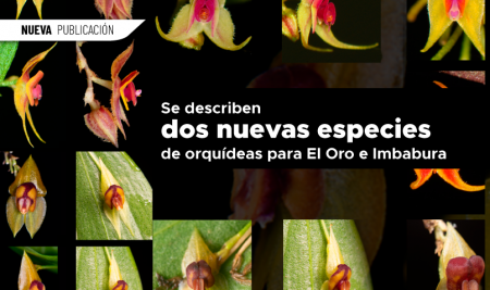 Se describen dos nuevas especies de orquídeas en El Oro e Imbabura
